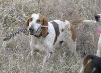 Hound